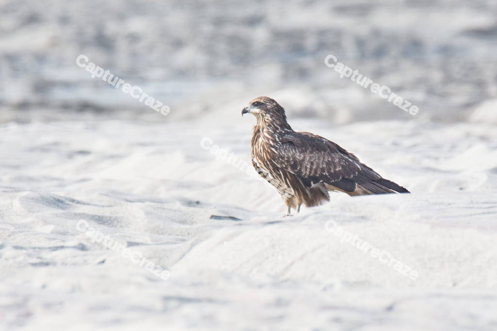 Black Eared Kite Bird